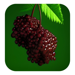 Elderberry